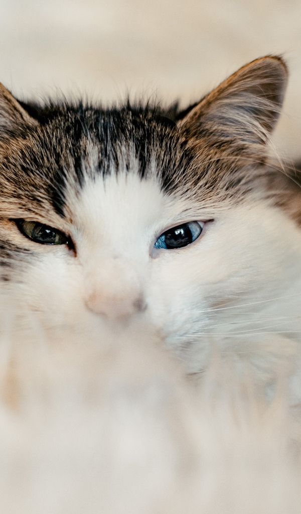 Кот с разными глазами на диване