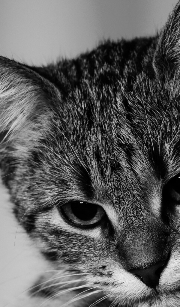 Морда серого котенка крупным планом