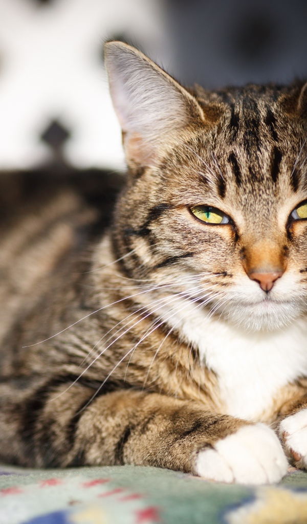 Довольный серый кот в лучах солнца