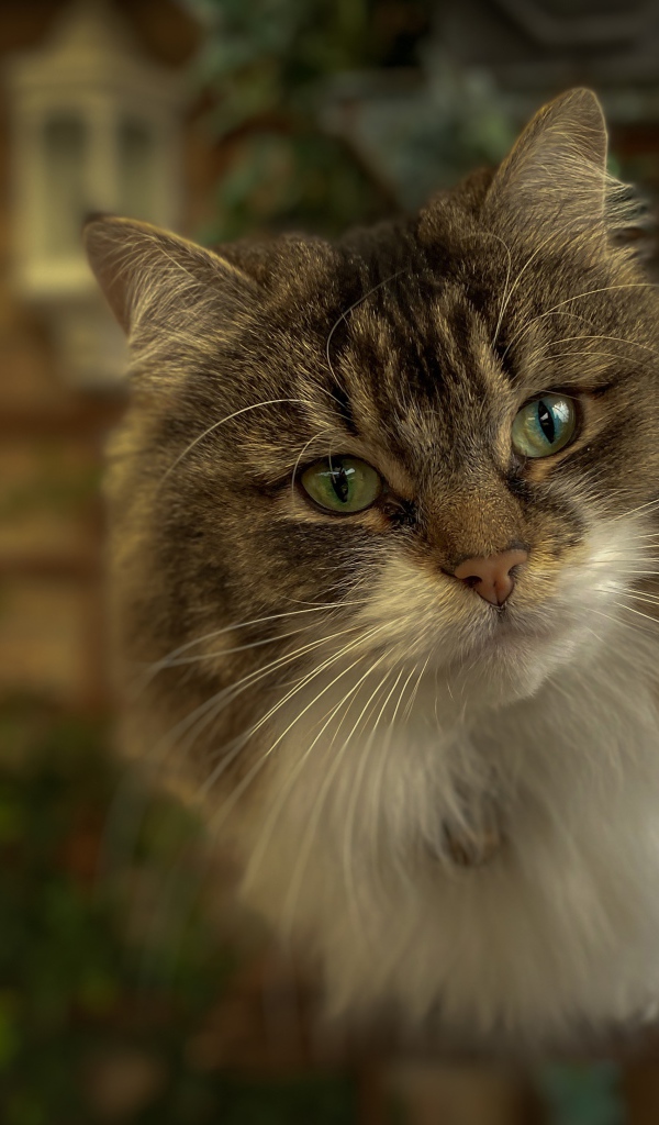 Любопытный пушистый зеленоглазый серый кот 