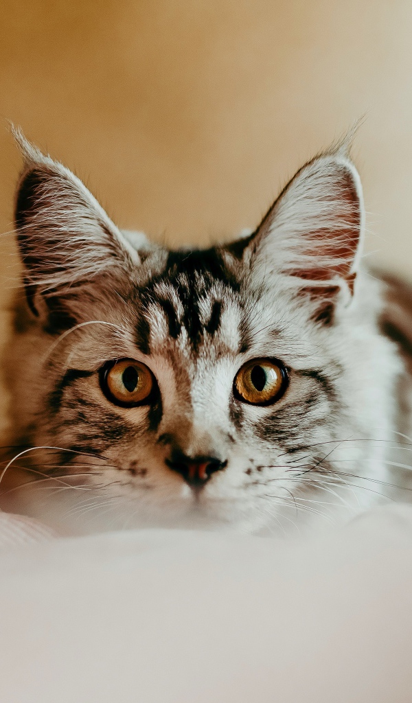 Любопытный взгляд маленького серого котенка 