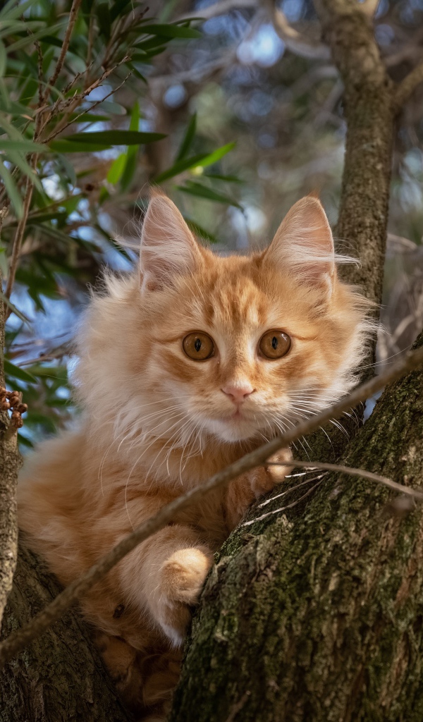 Любопытный рыжий кот сидит на дереве 
