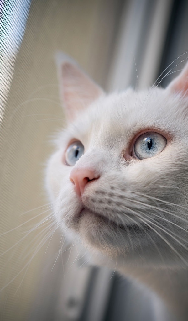Любопытный белый голубоглазый кот смотрит в окно 