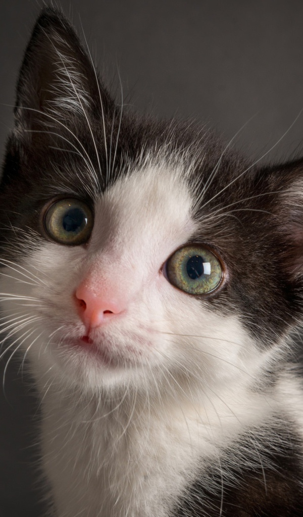 Милый черно-белый котенок на сером фоне