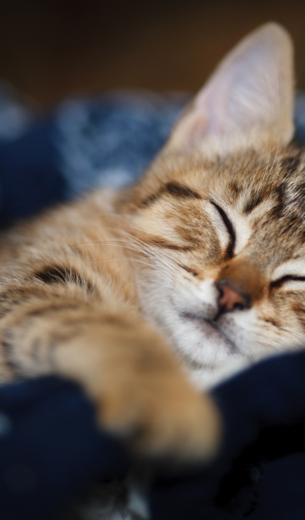 Милый серый котенок спит на одеяле 