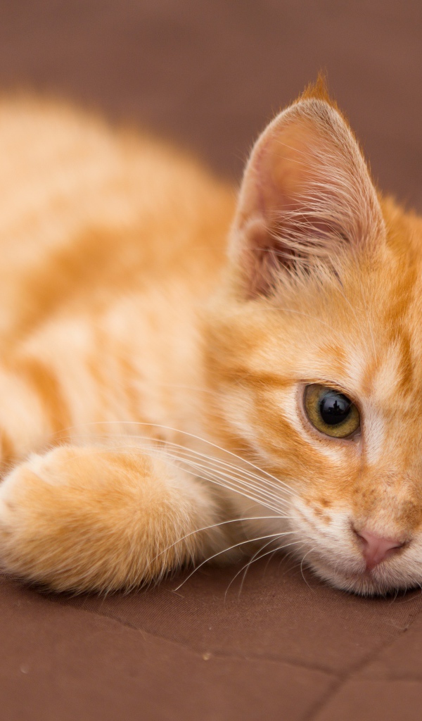 Милый маленький рыжий котенок лежит на диване 