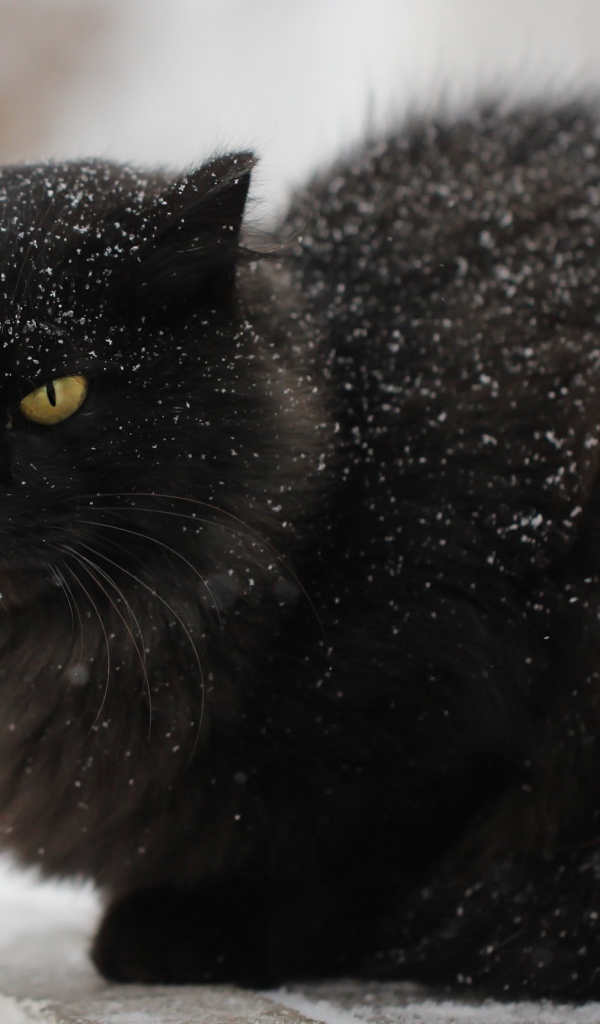 Недовольный черный кот в снегу на улице