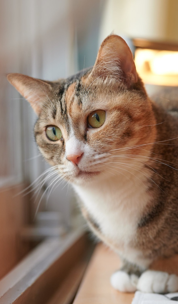 Домашний кот смотрит в окно 