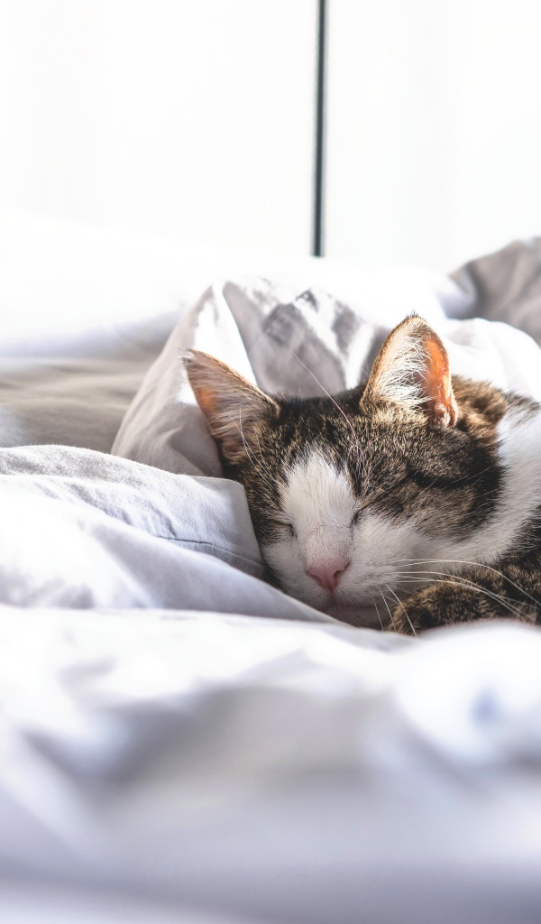 Домашний кот спит на белой постели