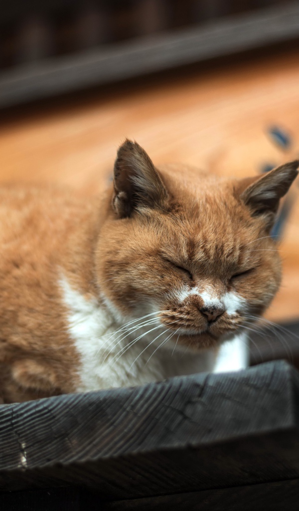 Дремлющий рыжий  кот на деревянном пороге 