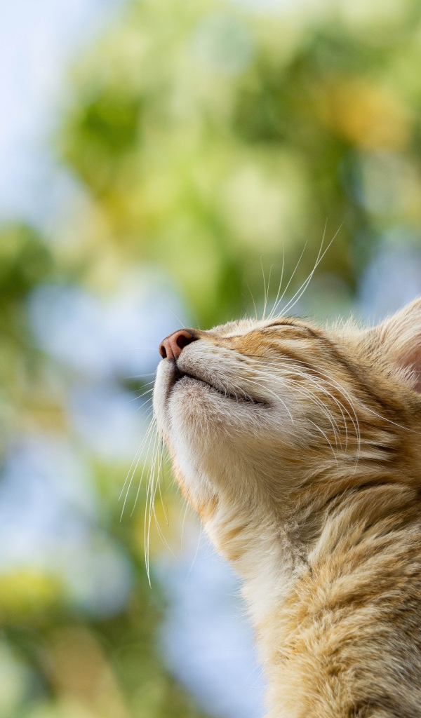 Мечтательный серый кот с закрытыми глазами