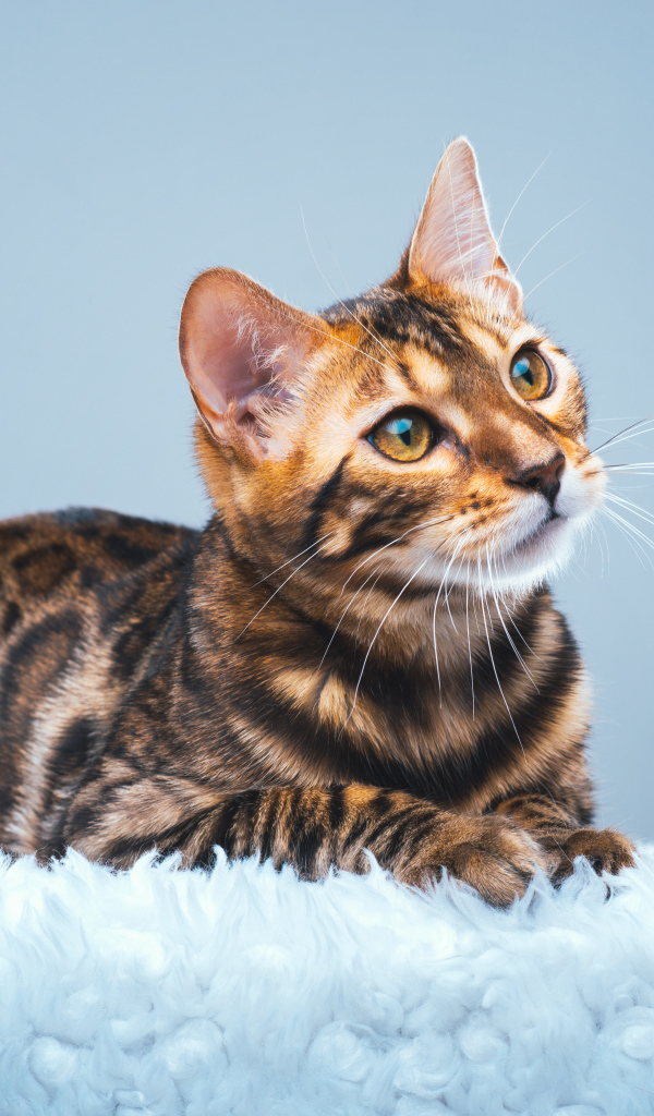 Дорогая бенгальская кошка на голубом фоне