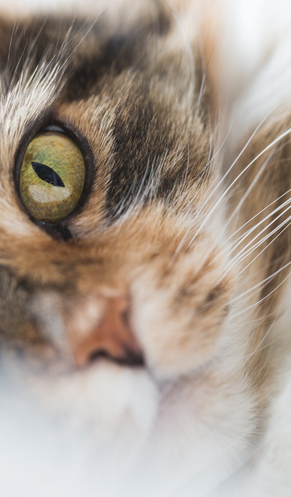 Морда зеленоглазой домашней кошки