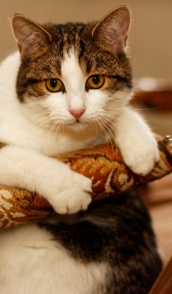 Толстый кот сидит в кресле 