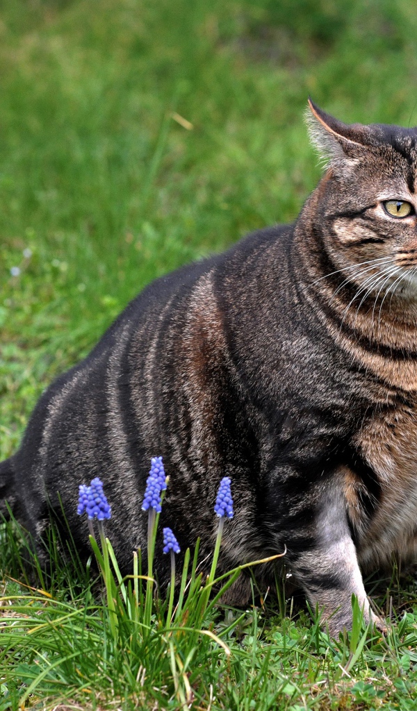 Толстый серый кот сидит на зеленой траве