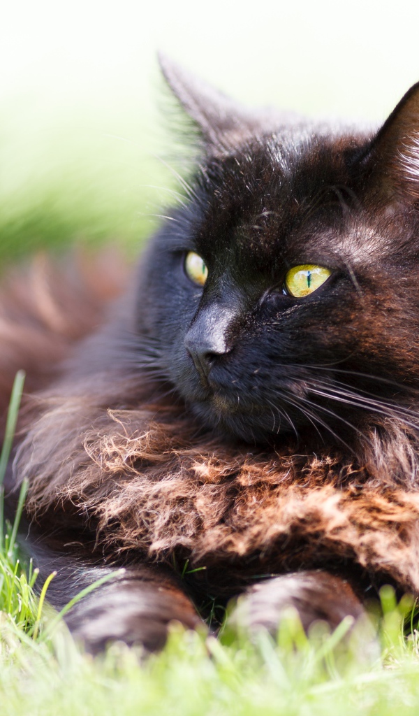 Пушистый черный кот лежит на зеленой траве