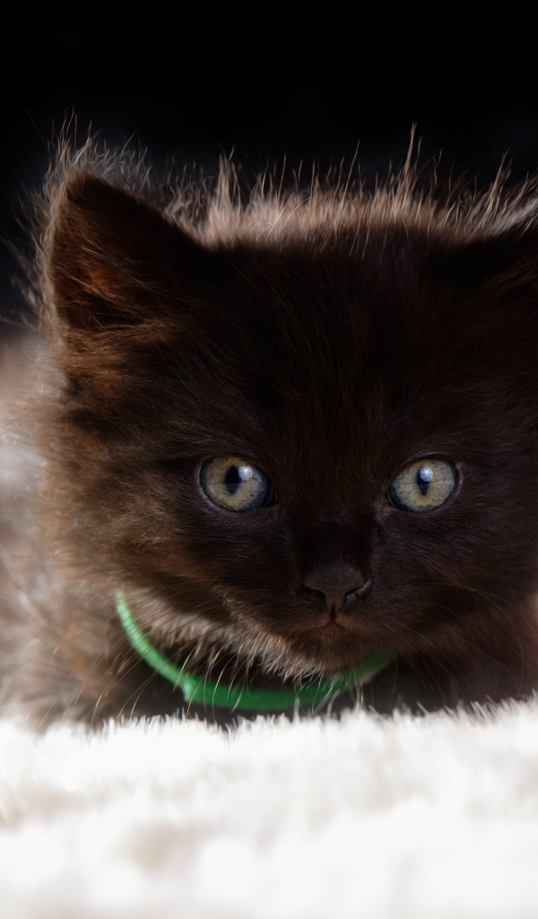 Пушистый черный котенок лежит на кровати 