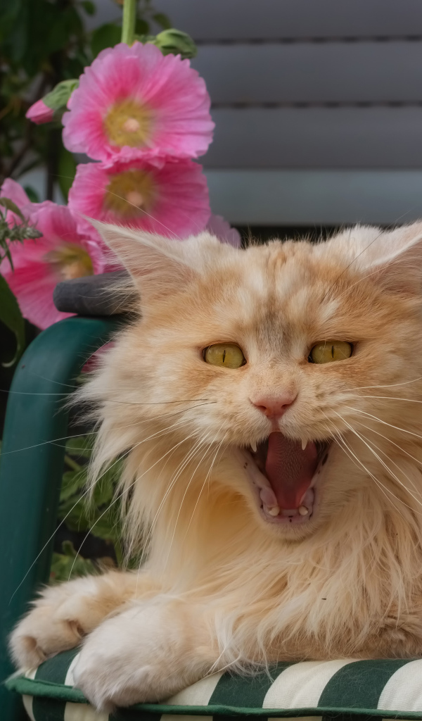 Пушистый рыжий кот зевает в кресле