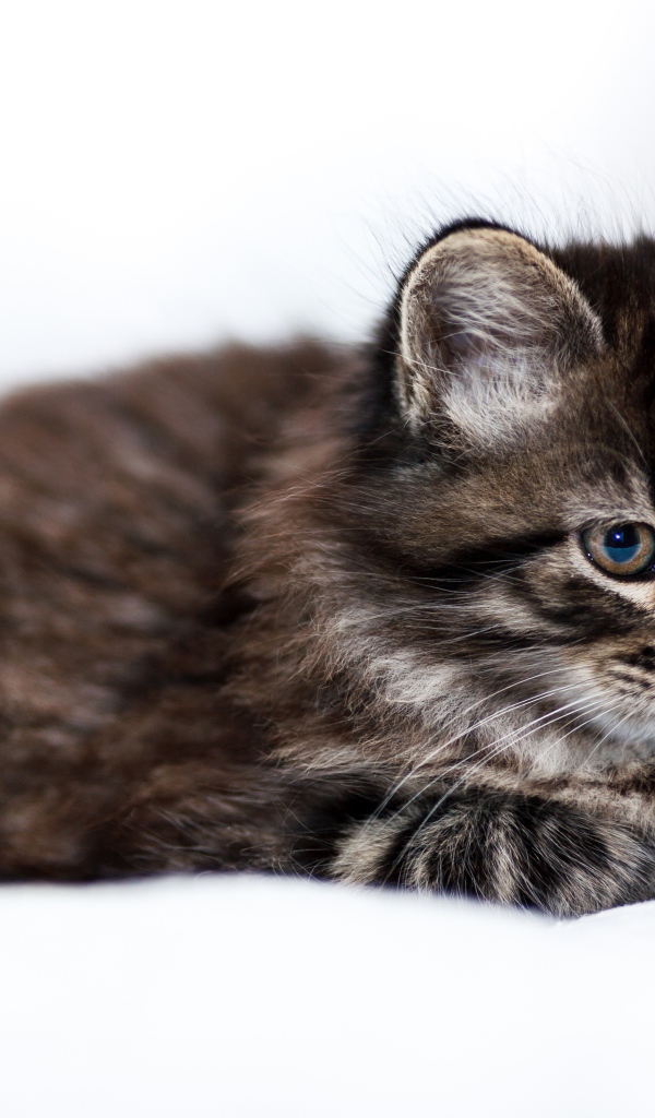 Пушистый серый котенок мейн куна на белом фоне