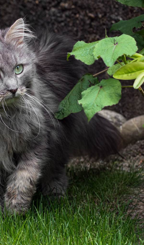 Пушистый серый кот идет по зеленой траве 