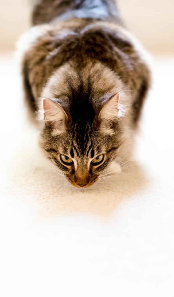 Пушистый серый кот на белом ковре 