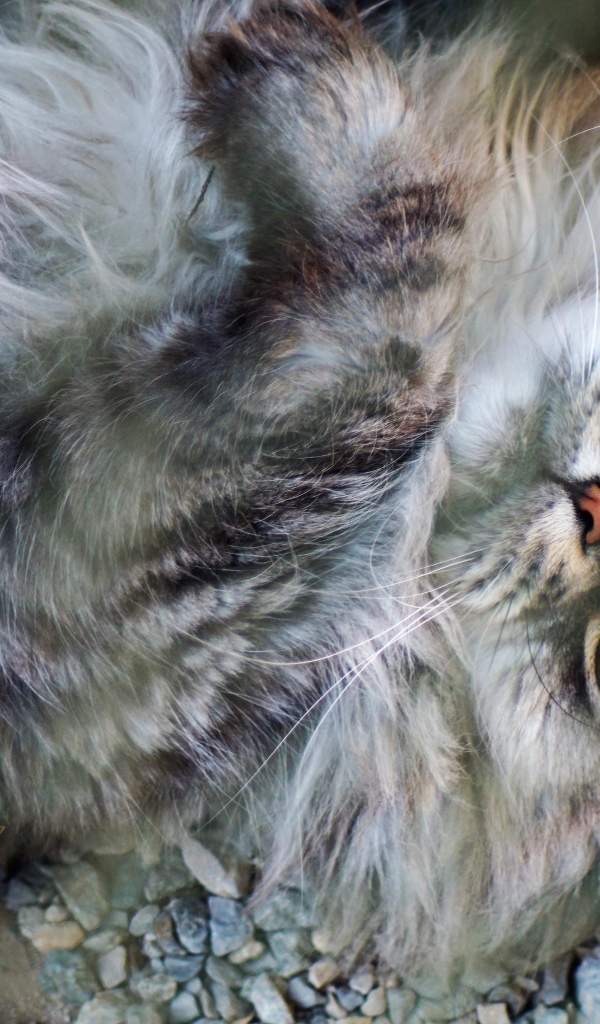 Пушистый серый кот с зелеными глазами лежит на мелких камнях 