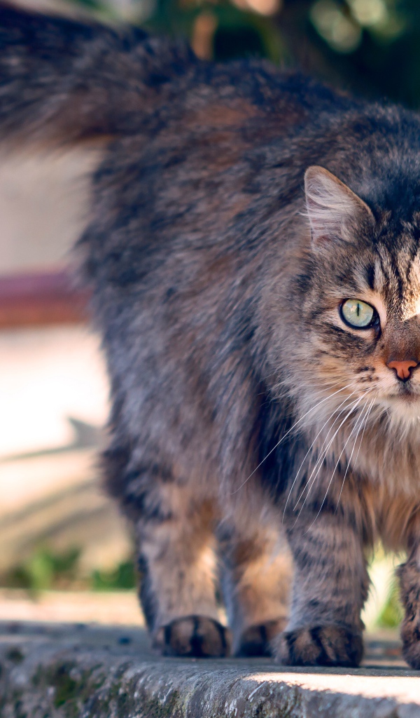 Пушистая серая кошка с зелеными глазами гуляет на улице
