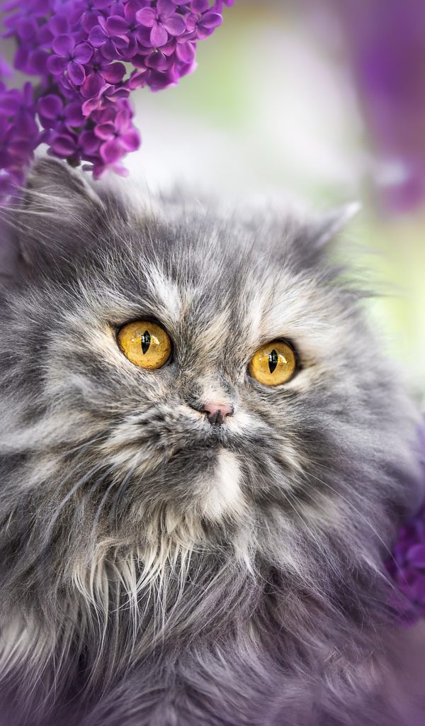 Пушистый серый кот с желтыми глазами в цветах сирени 