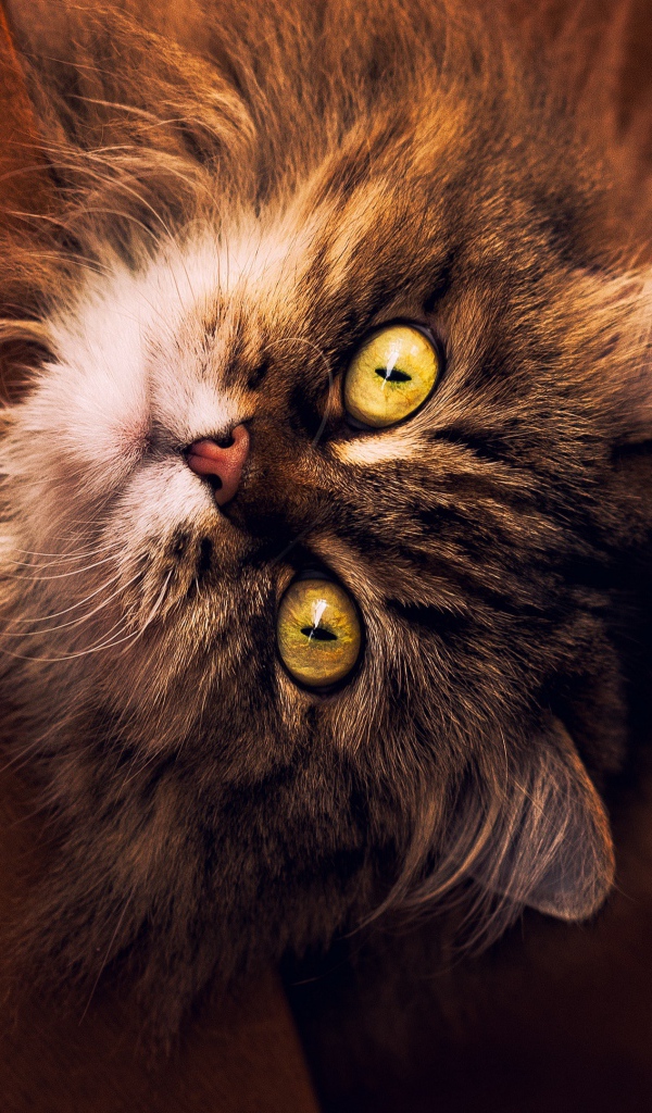 Пушистый серый кот с желтыми глазами смотрит вверх