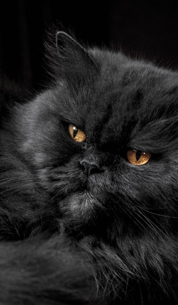 Пушистый породистый черный кот с желтыми глазами