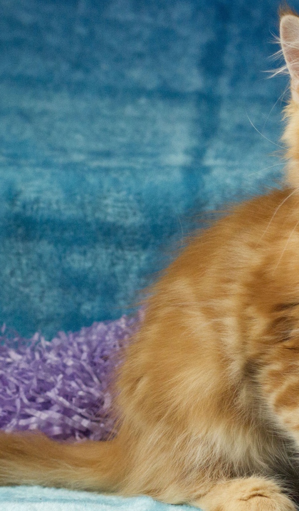 Пушистый рыжий котенок мейн кун на голубом фоне