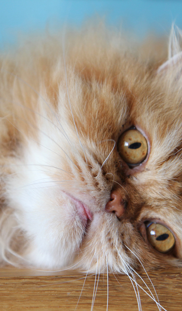 Пушистый рыжий персидский кот лежит на полу