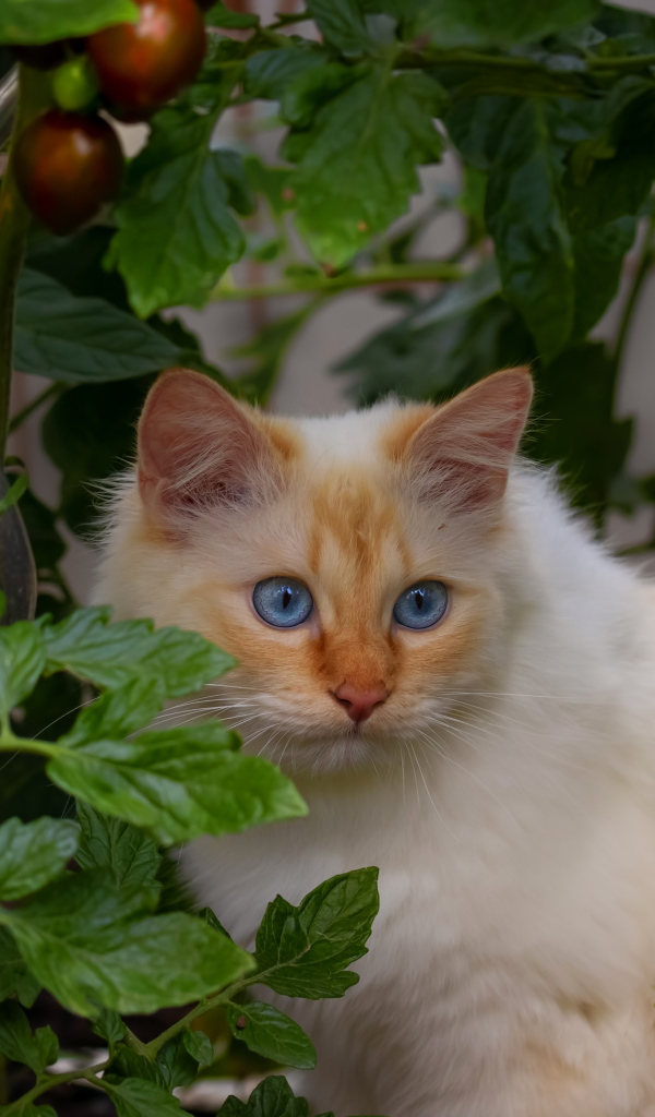 Пушистый породистый голубоглазый кот сидит в помидорах