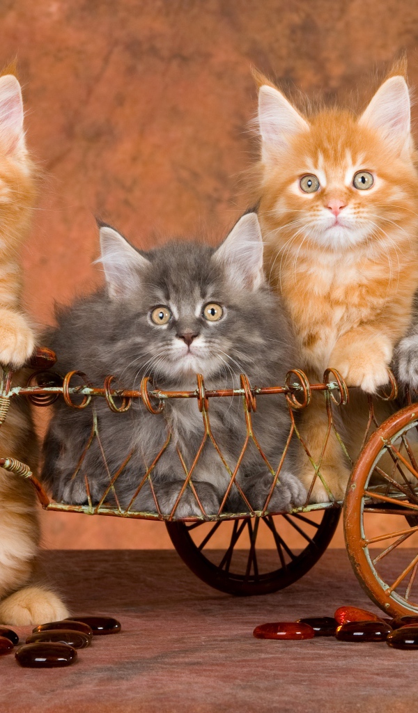 Забавные котята породы мейн кун в игрушечном велосипеде 