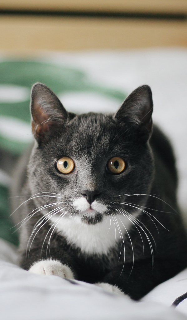 Забавный пепельный кот лежит на кровати 