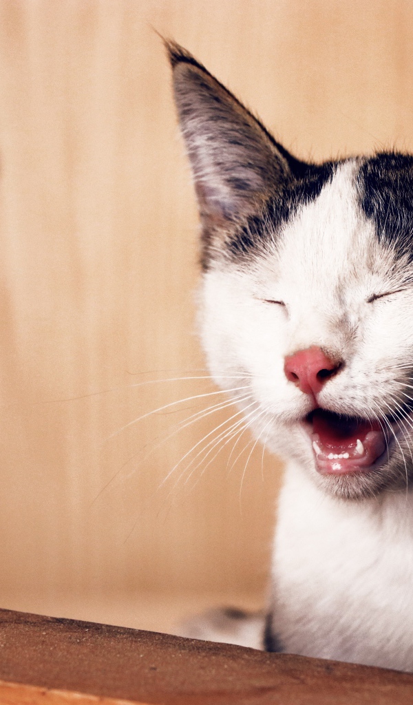 Забавный черно белый кот улыбается 