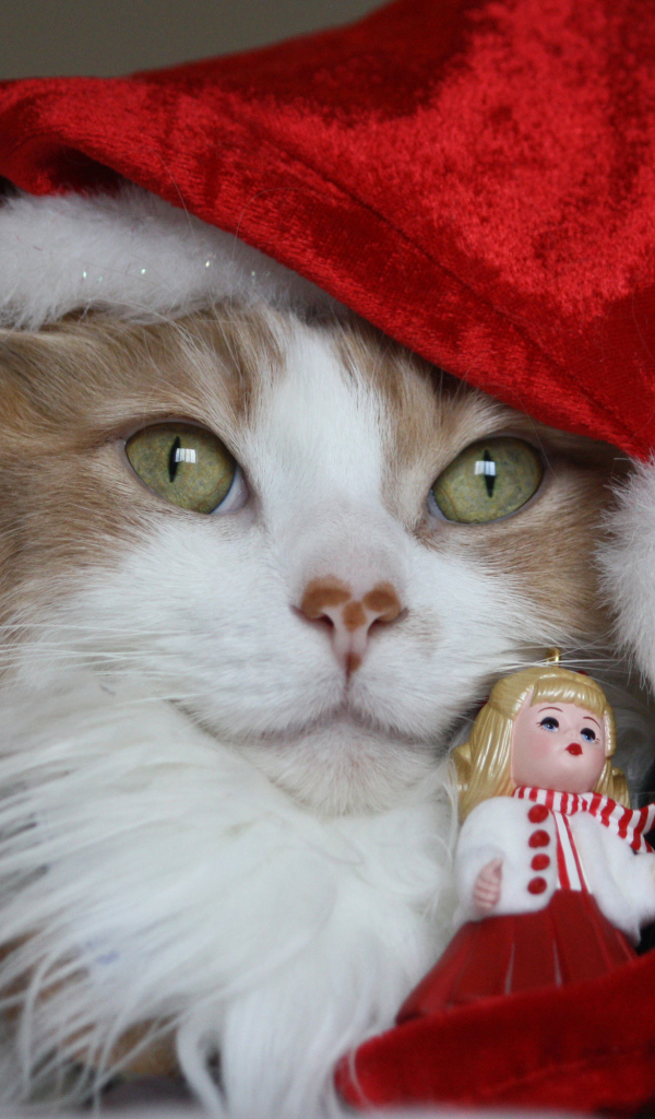 Смешной кот в новогоднем костюме с фигурками