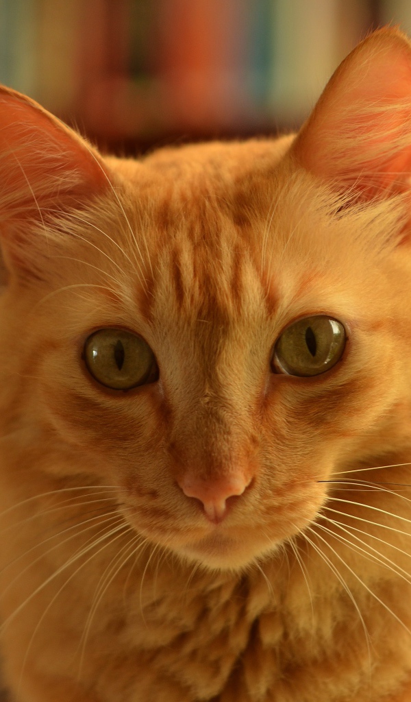 Funny face of a ginger cat close up