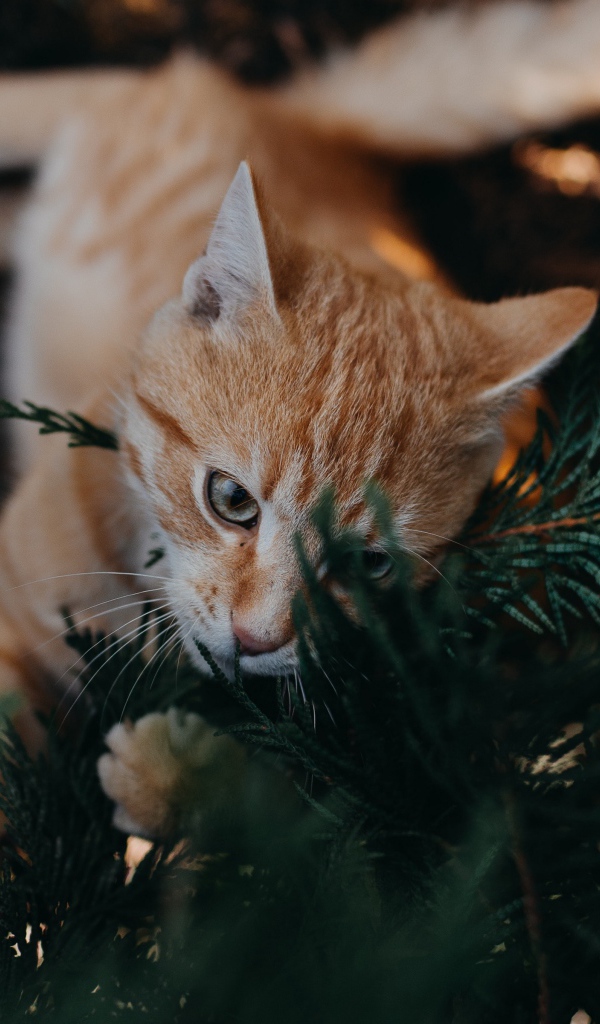 Забавный рыжий кот с зеленых ветках