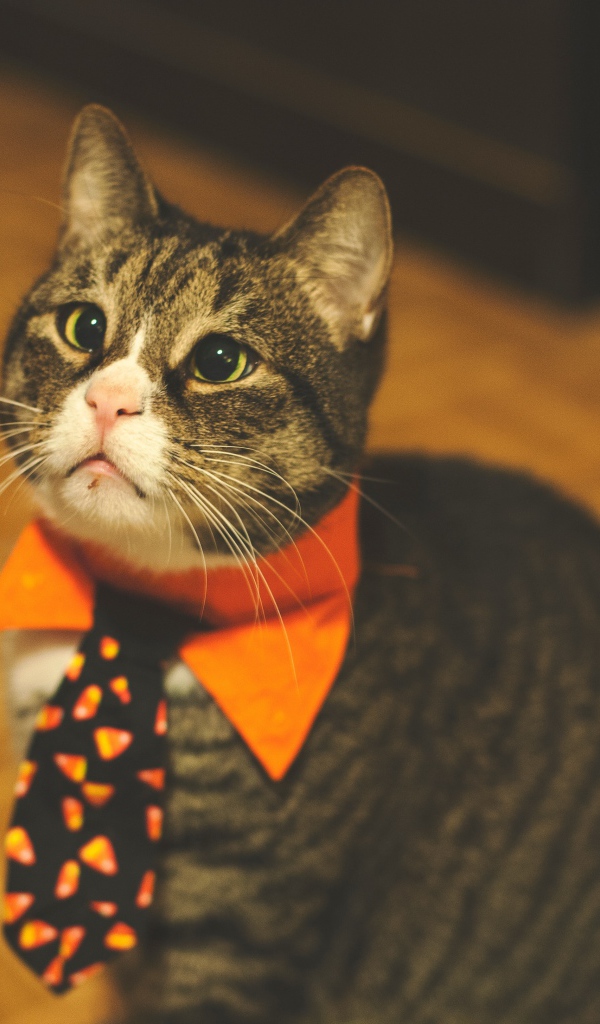 Смешной серый кот в галстуке