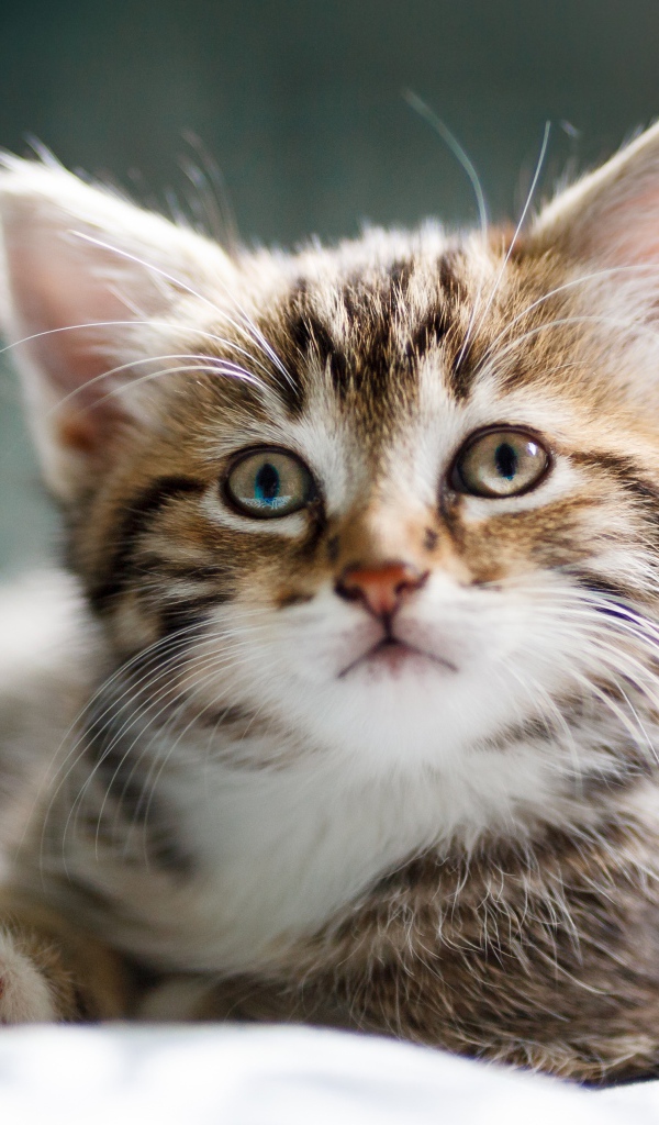 Забавный серый котенок лежит на кровати 