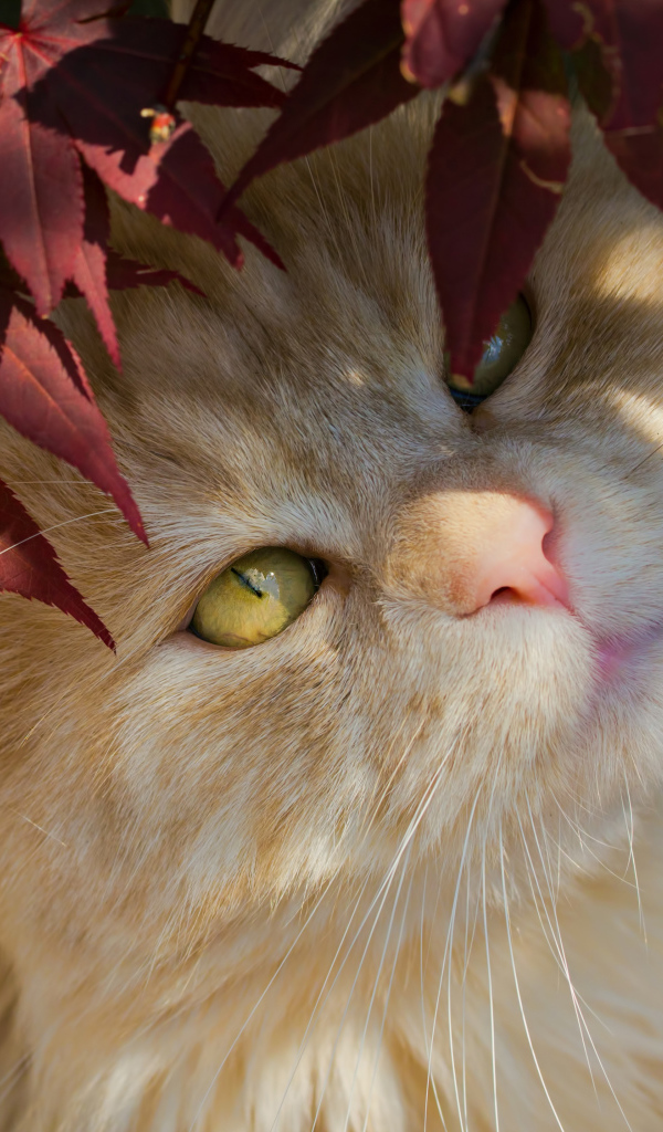 Рыжий кот с желтыми глазами в красных листьях 