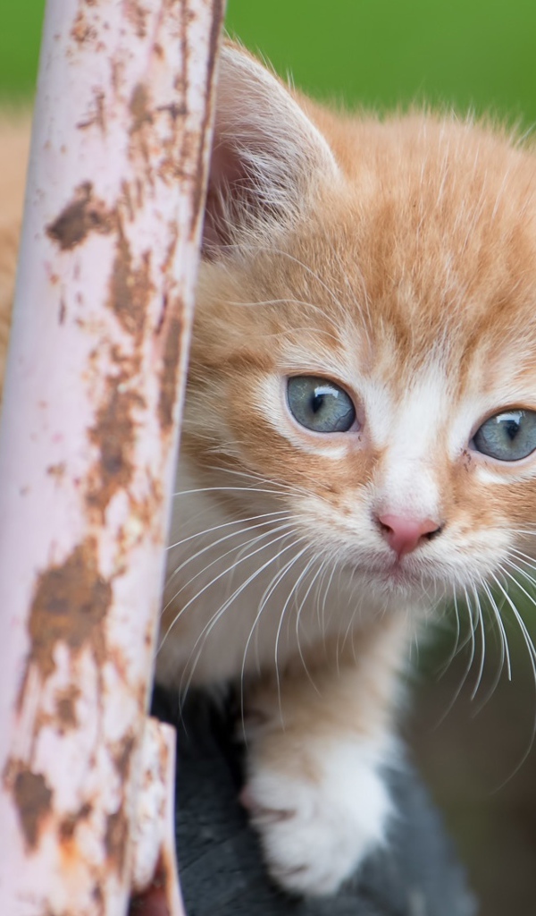 Рыжик котенок сидит на колесе