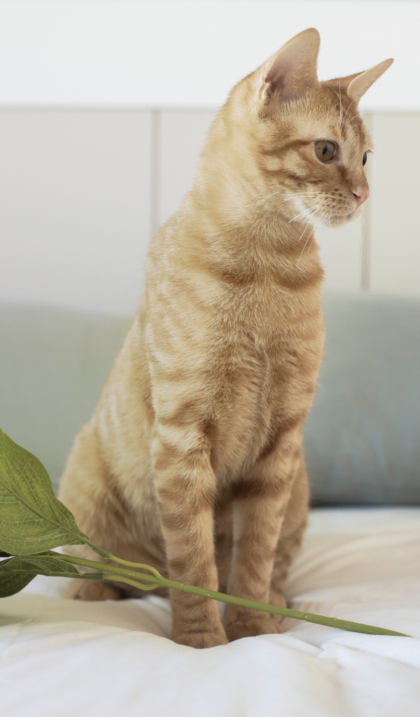 Рыжий котенок с цветком на кровати 