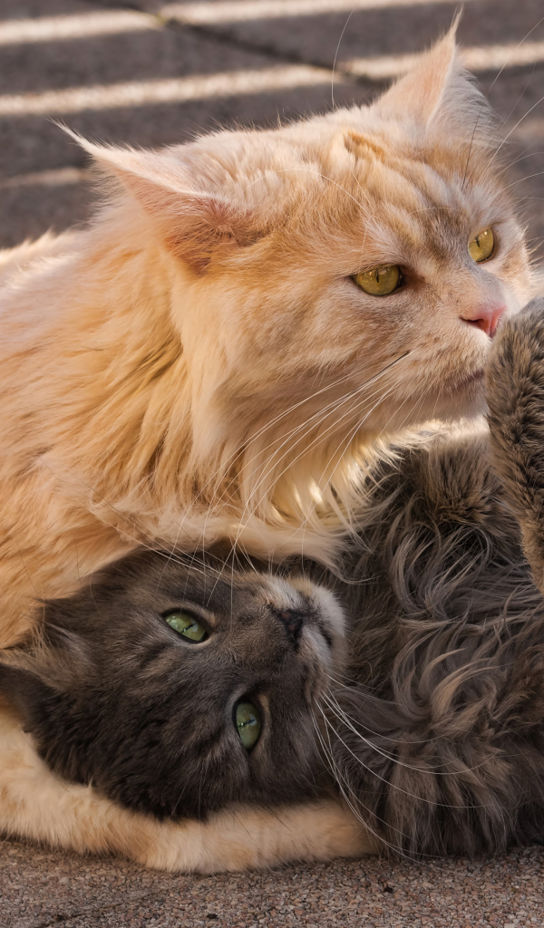 Серый и рыжий пушистые коты лежат на земле