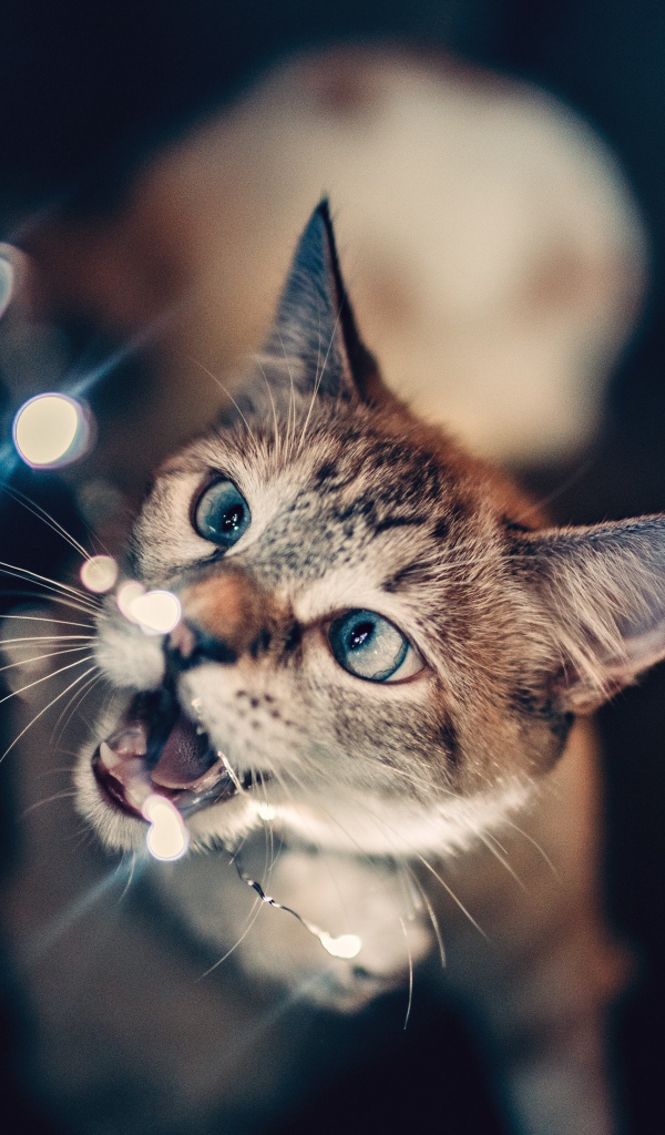 Серый кот кусает гирлянду 