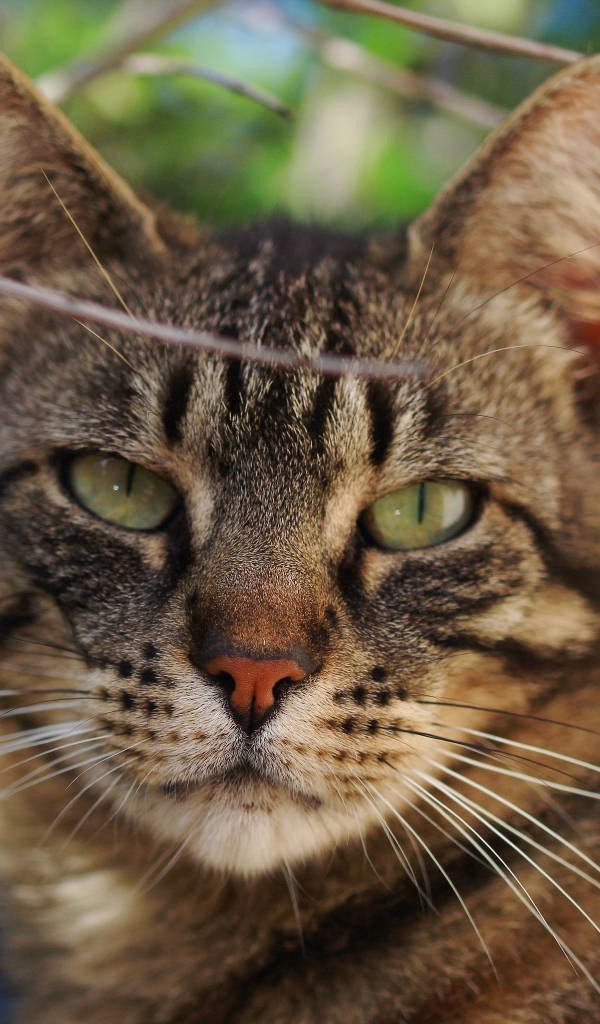 Серый кот в ветках крупным планом