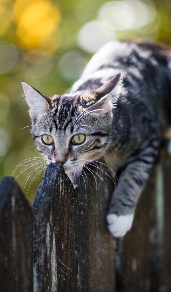 Серый кот лежит на деревянном заборе 