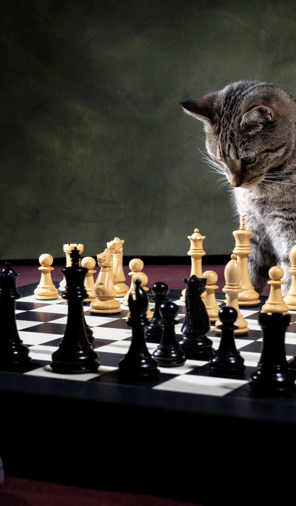 Серый кот играет в шахматы 