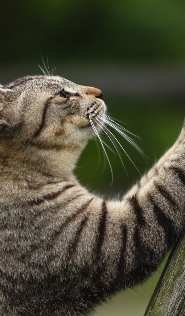 Серый кот точит когти об дерево 